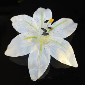 Květ lilie 01 bílý